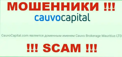 Мошенники CauvoCapital Com принадлежат юр лицу - Cauvo Brokerage Mauritius LTD